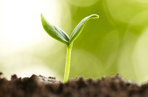 plant sprouting plant sprouting