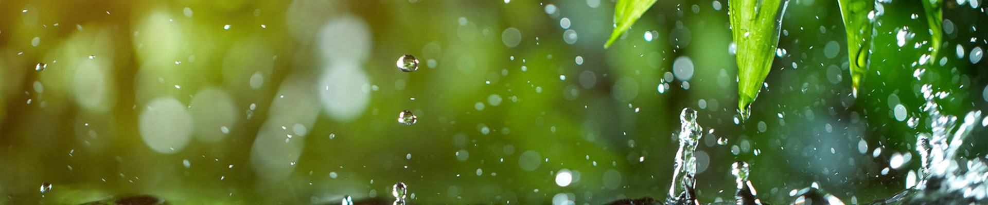 water dripping off leaves